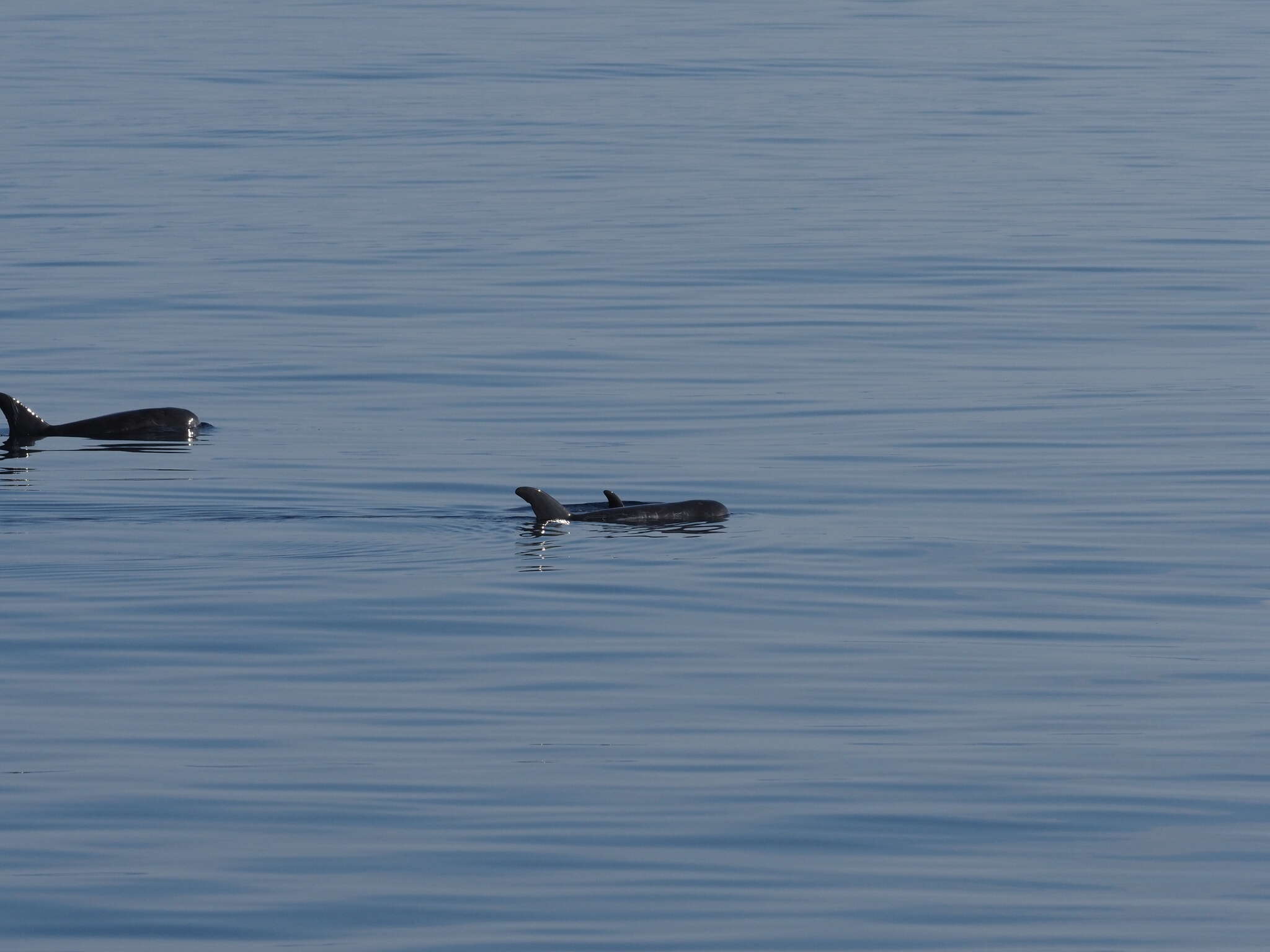 Image of pygmy killer whale