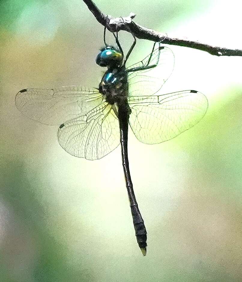 Image of Macromidia ellenae Wilson 1996