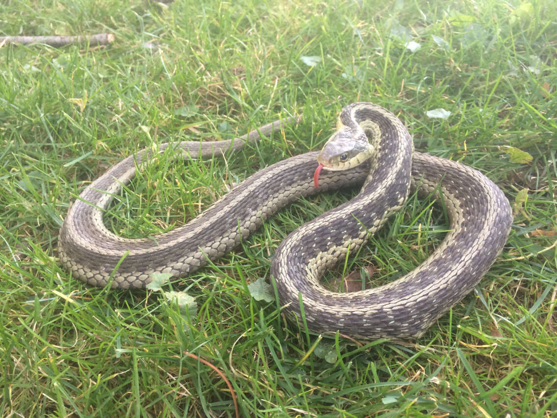 Image of Thamnophis sirtalis sirtalis (Linnaeus 1758)