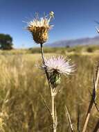 Plancia ëd Cirsium mohavense (Greene) Petr.