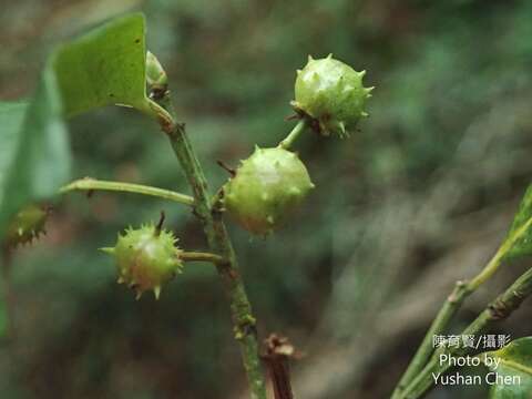 Imagem de Euonymus spraguei Hayata