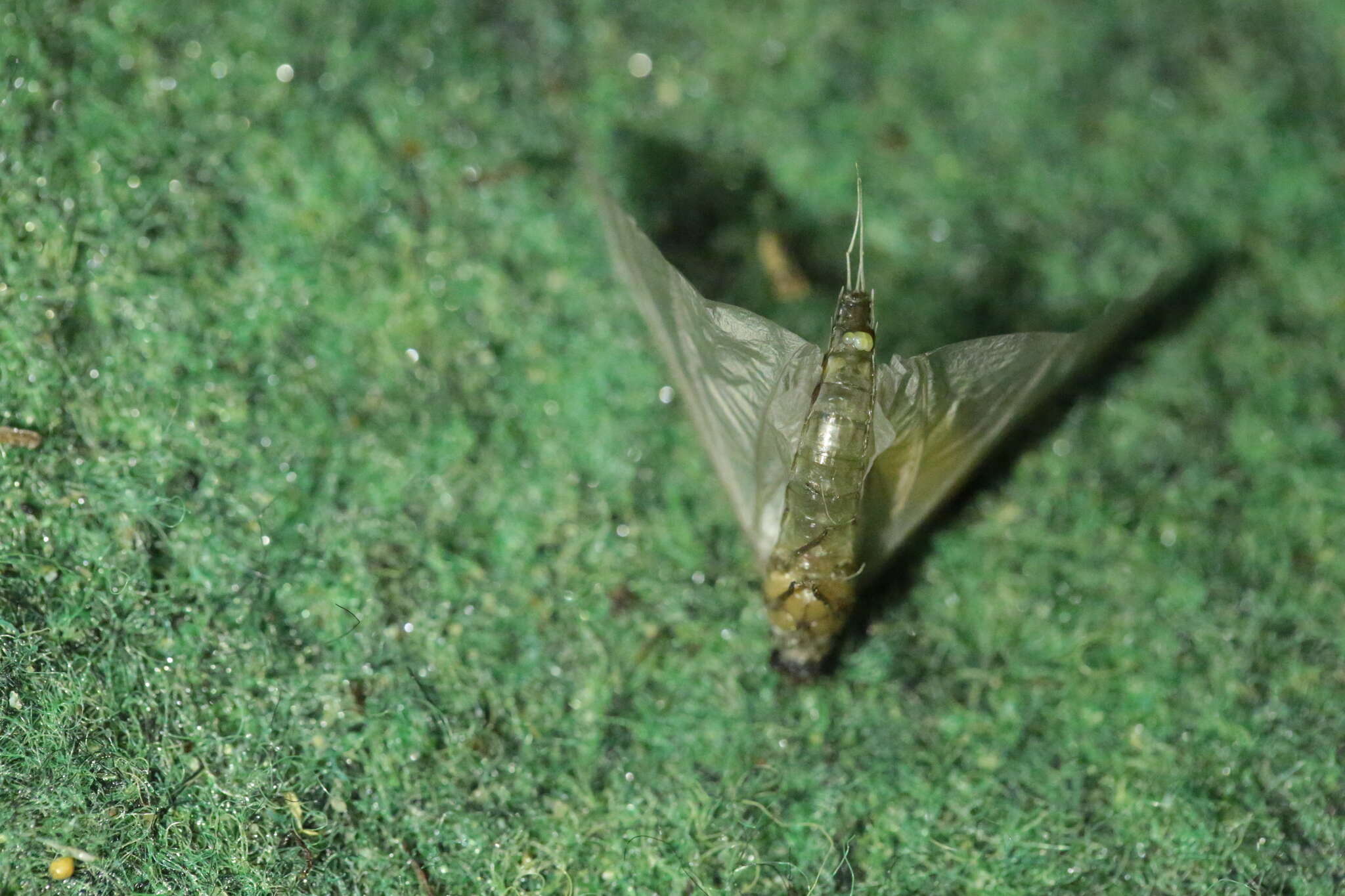 Image of brushleg mayflies