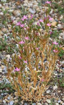 Image of Centaurium littorale subsp. compressum (Hayne) J. Kirschner