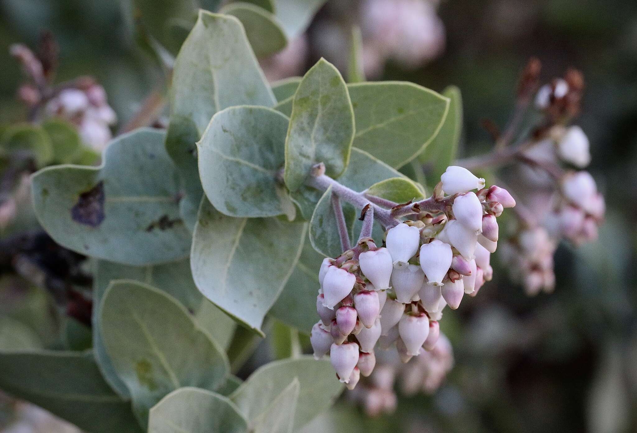 Image of Gabilan Mountains manzanita