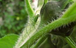 Imagem de Peucetia