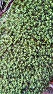 Image of Apple moss