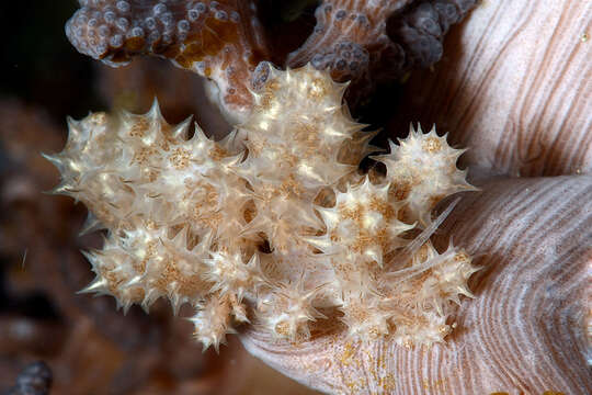 Image of Phyllodesmium koehleri Burghardt, Schrödl & Wägele 2008