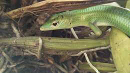 Image of Emerald Skink