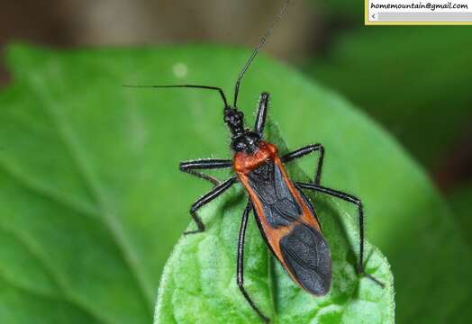 Image of Reduvius fasciatus Reuter 1887