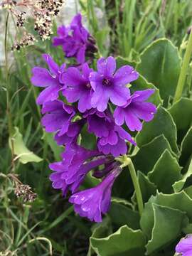 Primula latifolia Lapeyr. resmi