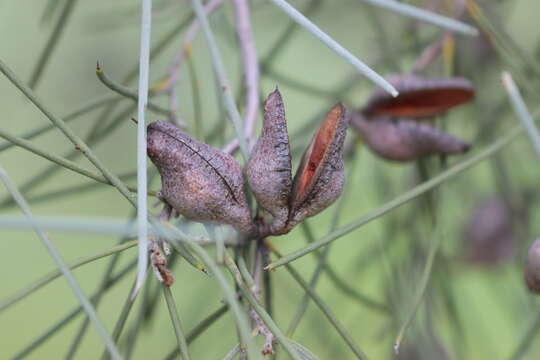 Image of Hakea leucoptera R. Br.