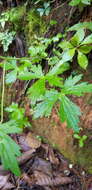 Image of Delphinium pedatisectum Hemsl.