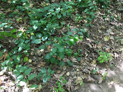 Image of Vinca major subsp. major