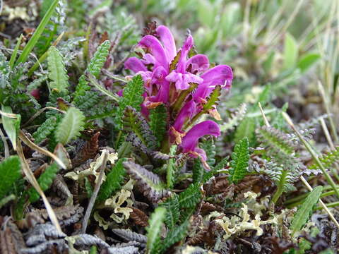 Image of Langsdorf's lousewort