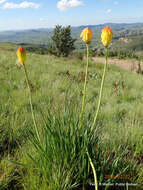 Image de Kniphofia porphyrantha Baker