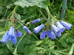 Image of prickly comfrey