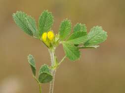 Medicago medicaginoides (Retz.) E. Small的圖片