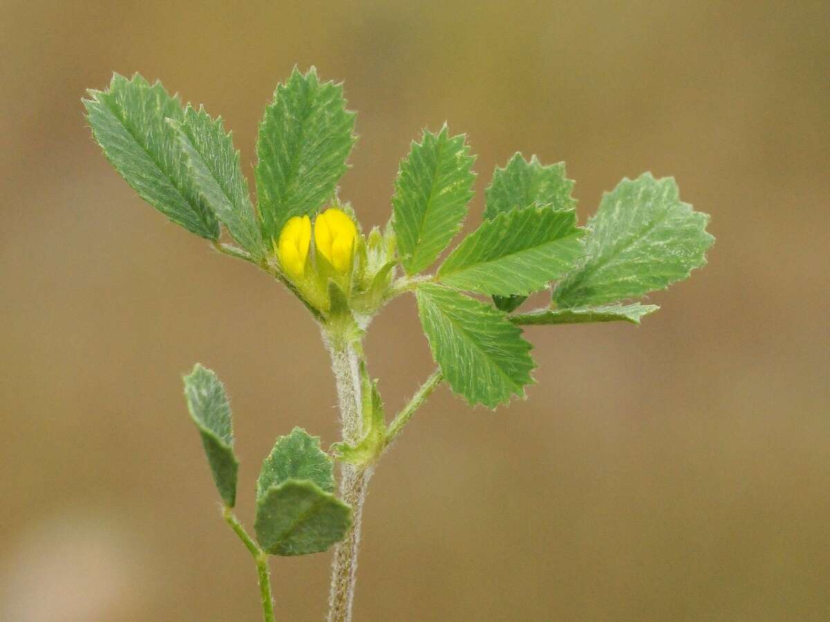 Medicago medicaginoides (Retz.) E. Small的圖片