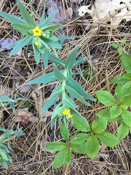 Image of California stoneseed