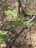 Image of Vachellia gerrardii (Benth.) P. J. H. Hurter