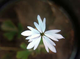 Image of smallflower woodland-star