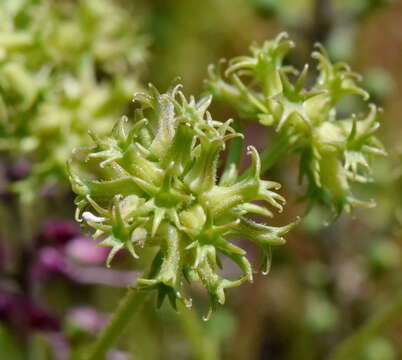 Image of Valerianella uncinata (Bieb.) Dufresne