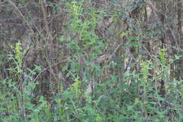 Image of Louisiana Lettuce