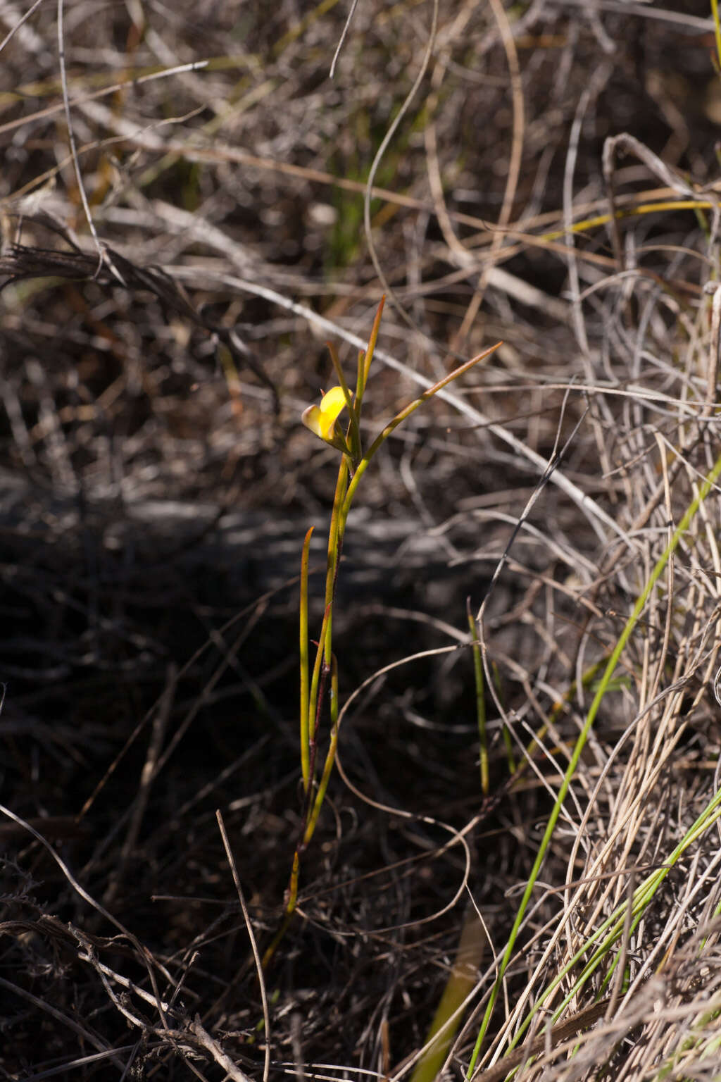 Image of <i>Aspalathus lebeckioides</i>