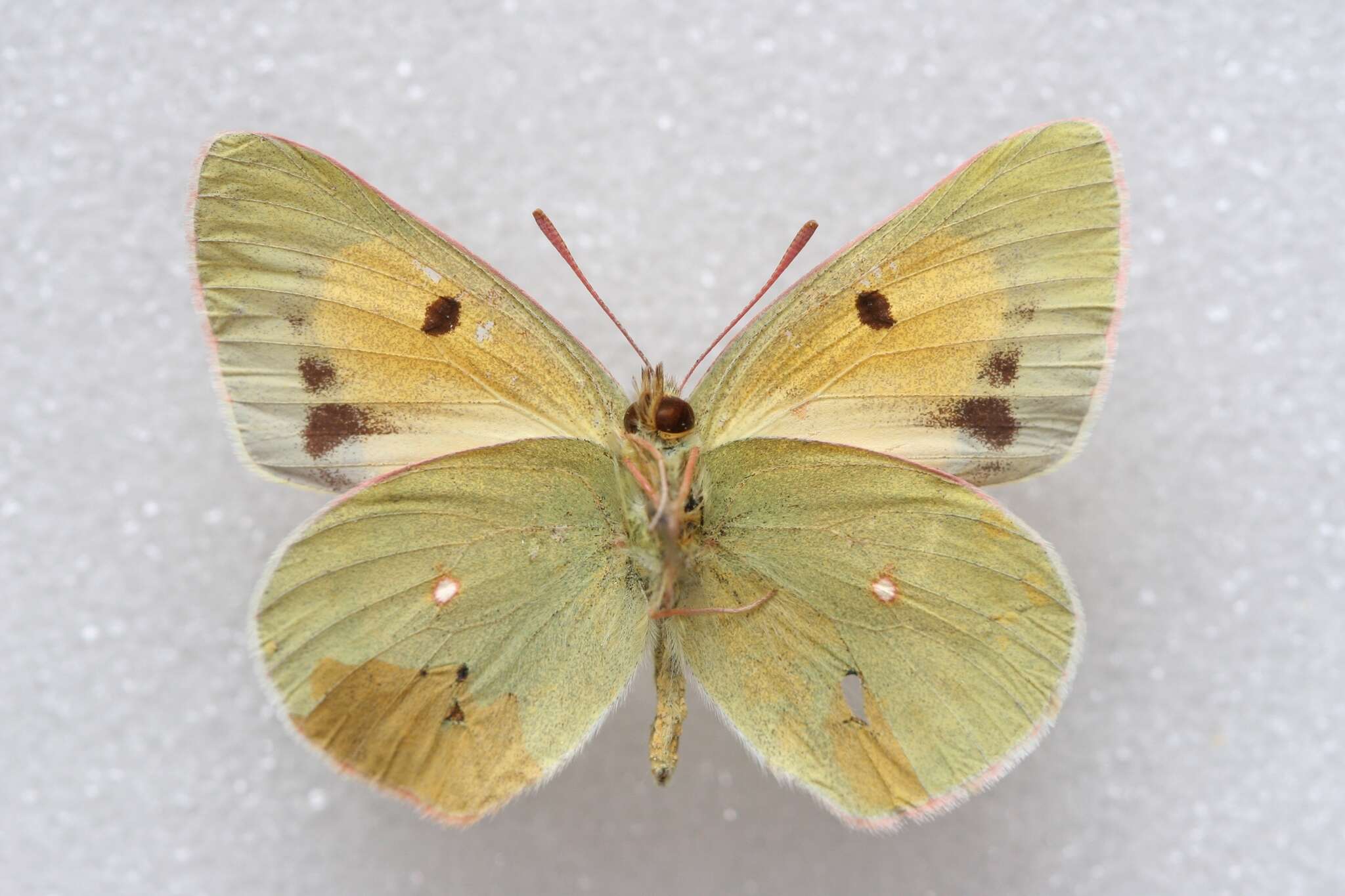 Image of Colias wiskotti Staudinger 1882