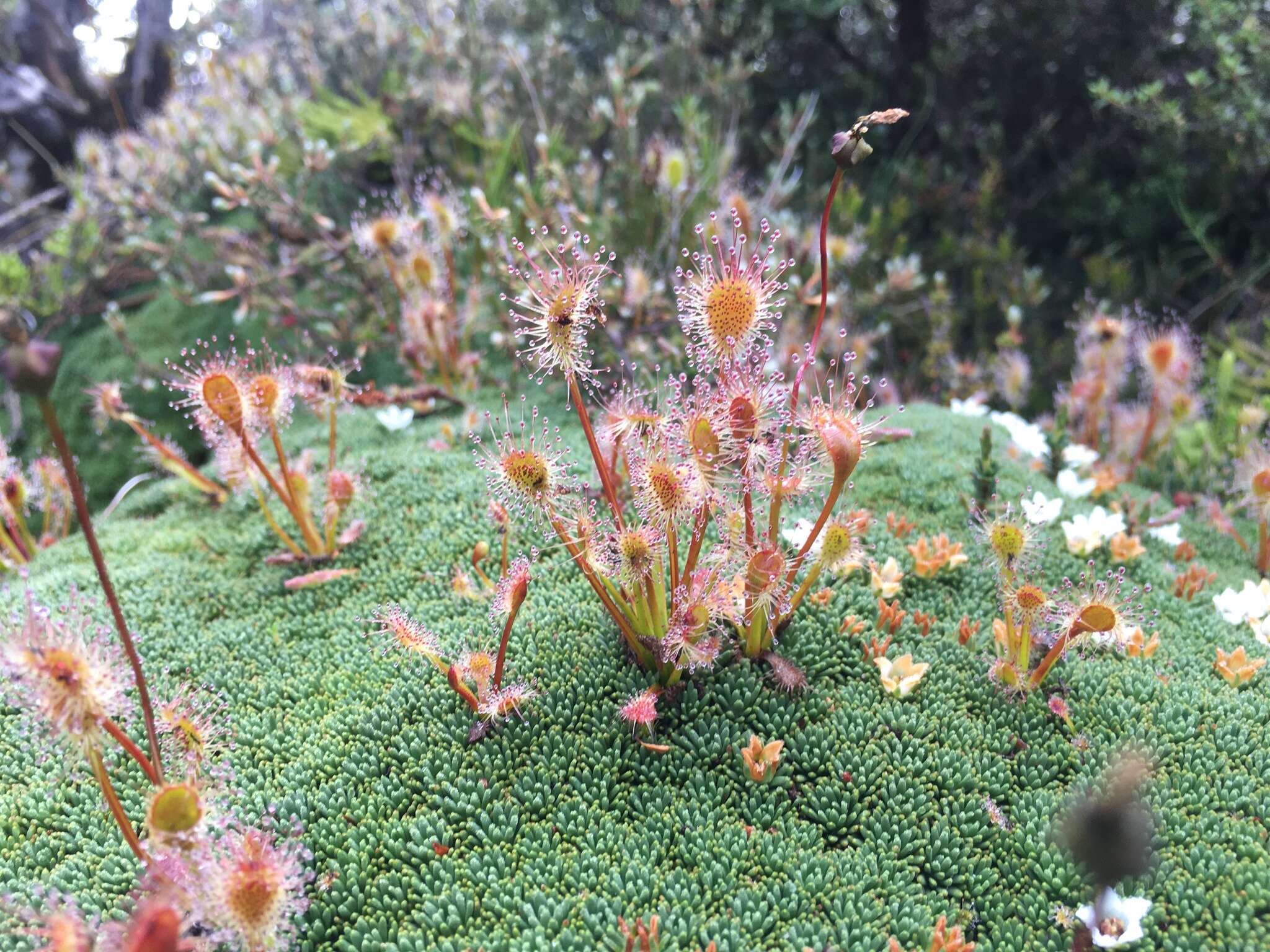 Image of New Zealand sundew