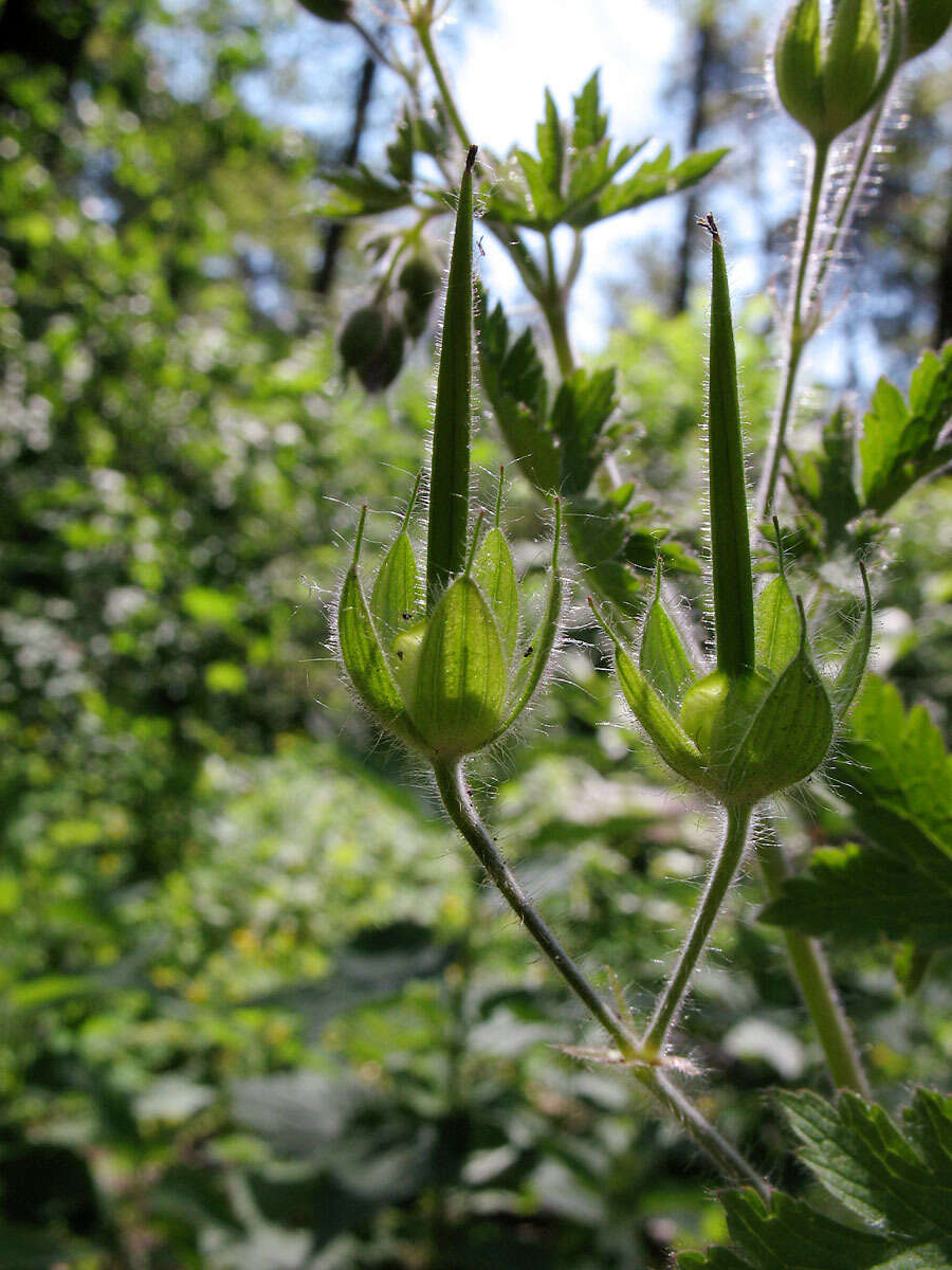 Imagem de Geranium bohemicum L.