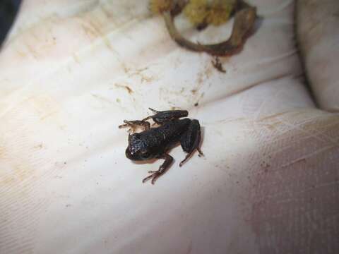 Image of Banded Wood Frog