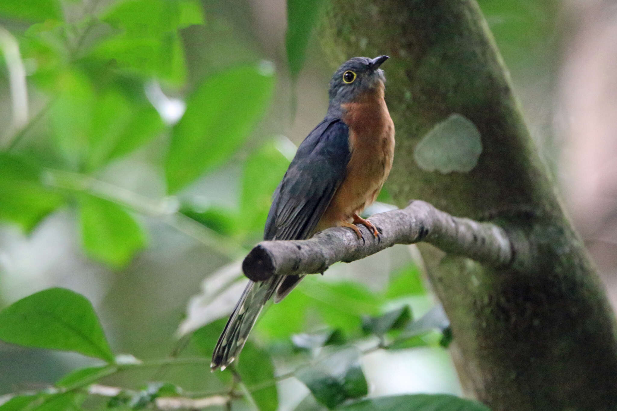 Image of Chestnut-breasted Cuckoo