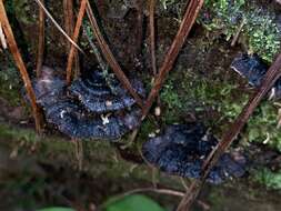 Image de Polyporus nigrocristatus E. Horak & Ryvarden 1984