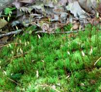 Image of Polytrichastrum ohioense G. L. Smith 1971