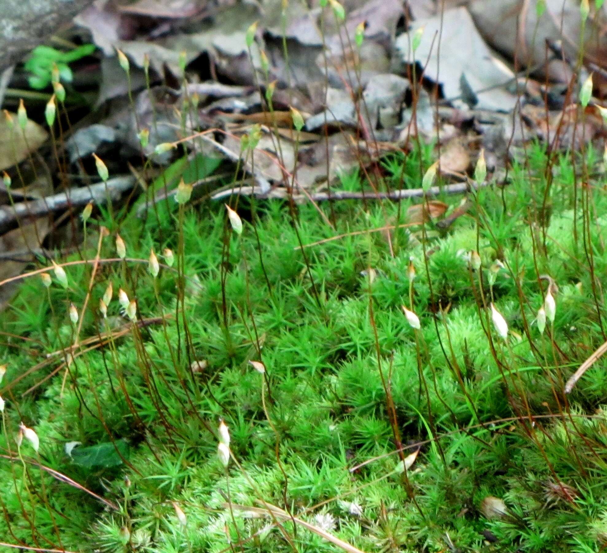 Image of Polytrichastrum ohioense G. L. Smith 1971