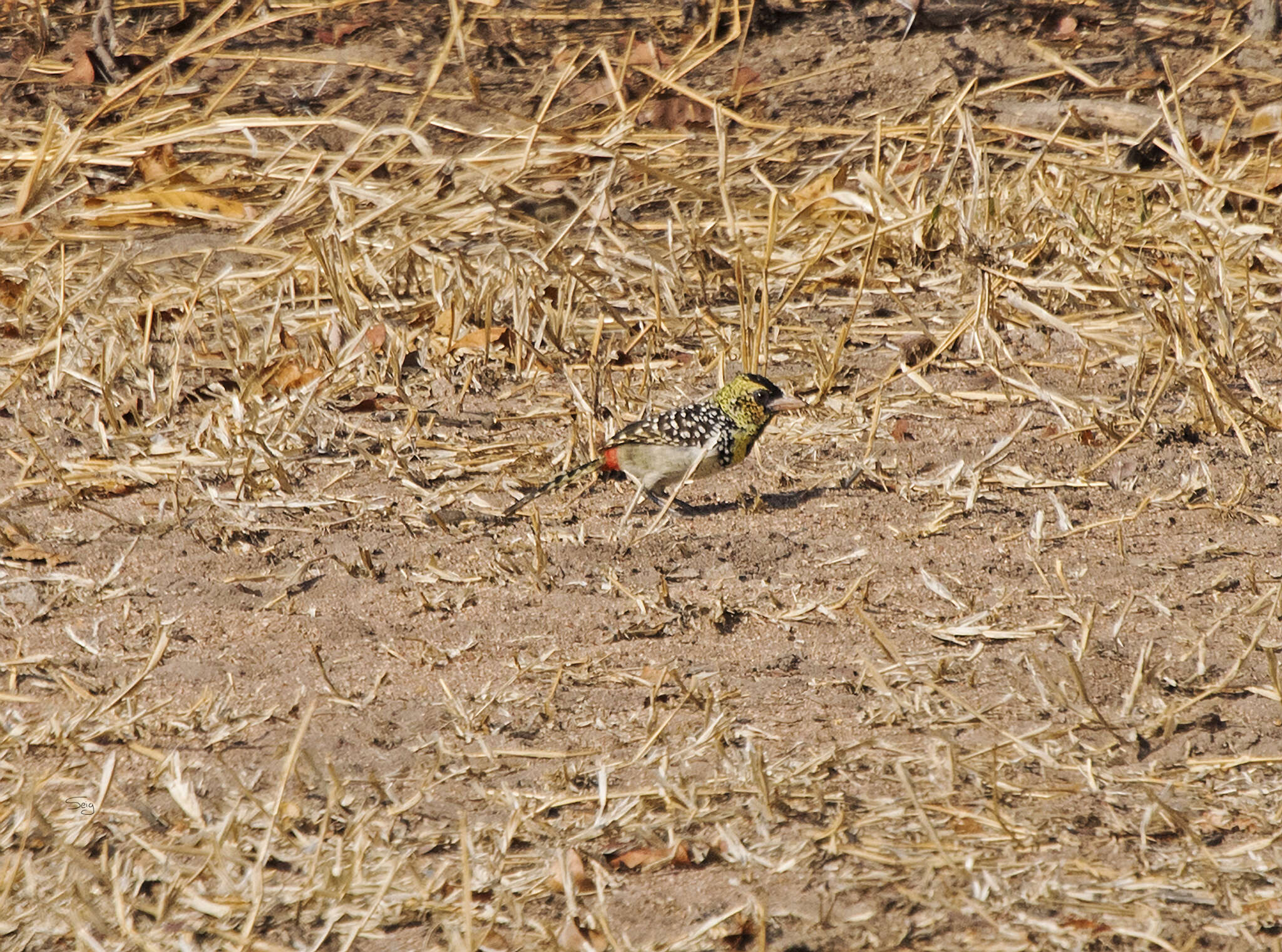 Image of D'Arnaud's Barbet