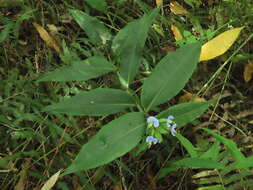 Commelina paludosa Blume的圖片