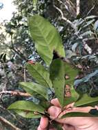 Diospyros fasciculosa (F. Muell.) F. Muell.的圖片