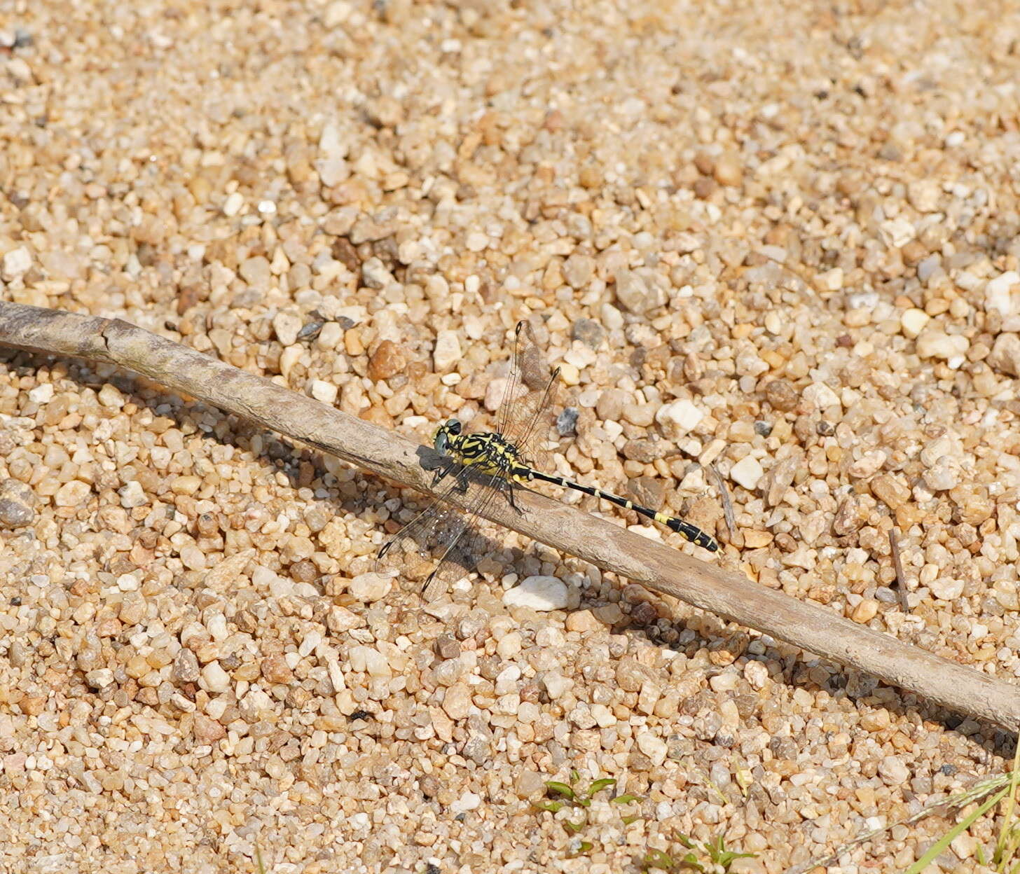 Image of Austrogomphus cornutus Watson 1991