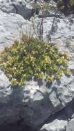 Image of Teucrium montanum subsp. montanum