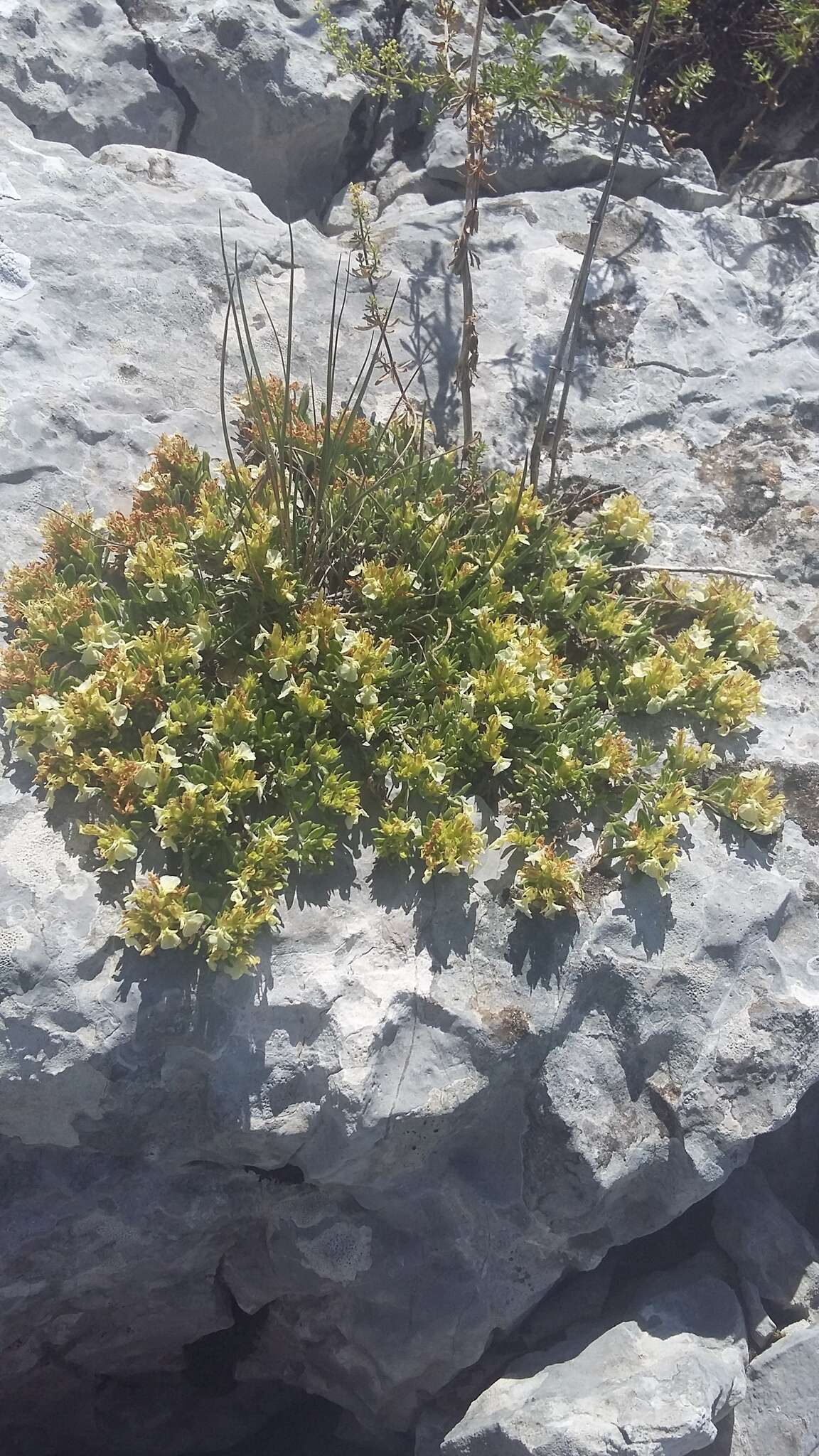 Sivun Teucrium montanum subsp. montanum kuva