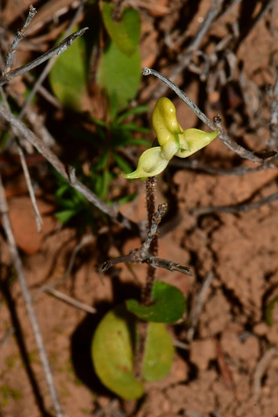 Image of Disperis bolusiana subsp. bolusiana