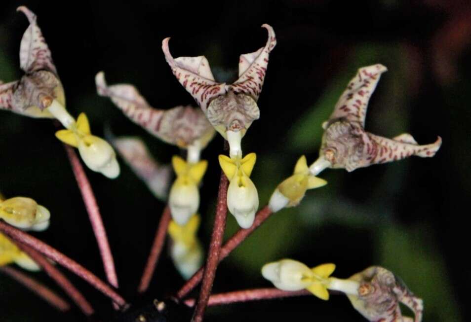 Image of Gongora truncata Lindl.