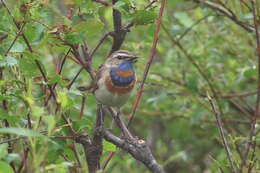 Image of Luscinia svecica svecica (Linnaeus 1758)