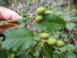 Imagem de Alnus alnobetula subsp. crispa (Aiton) Raus