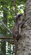 Image of American Flying Squirrels