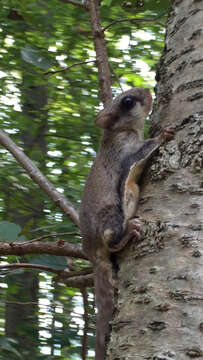 Image of American Flying Squirrels