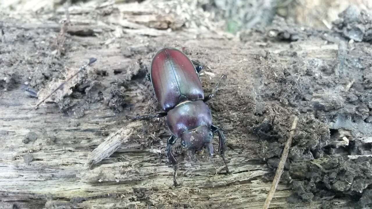 Imagem de Lucanus elaphus Fabricius 1775