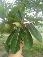 Ficus obtusifolia Kunth的圖片